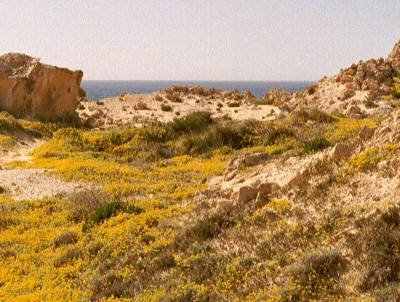 Blumenfelder auf Formentera
