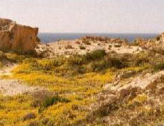 Blumenfelder auf Formentera