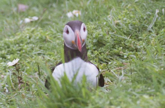 Papageientaucher (Puffin)