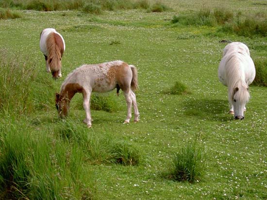 Shetland Pony