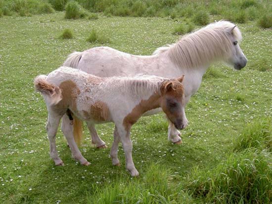 Shetland Pony