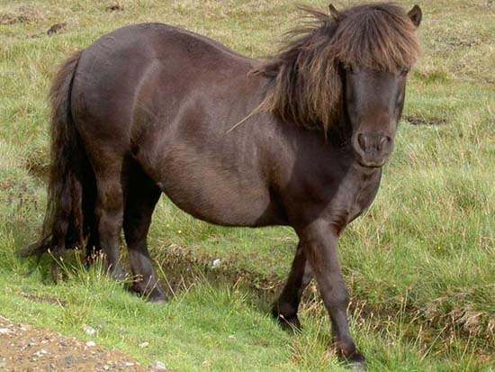 ... und noch einmal ein Shetland Pony in freier Wildbahn