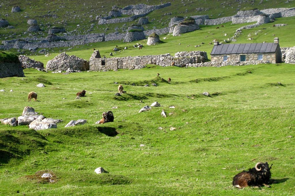 Wilde Schafe auf Hirta (St. Kilda)